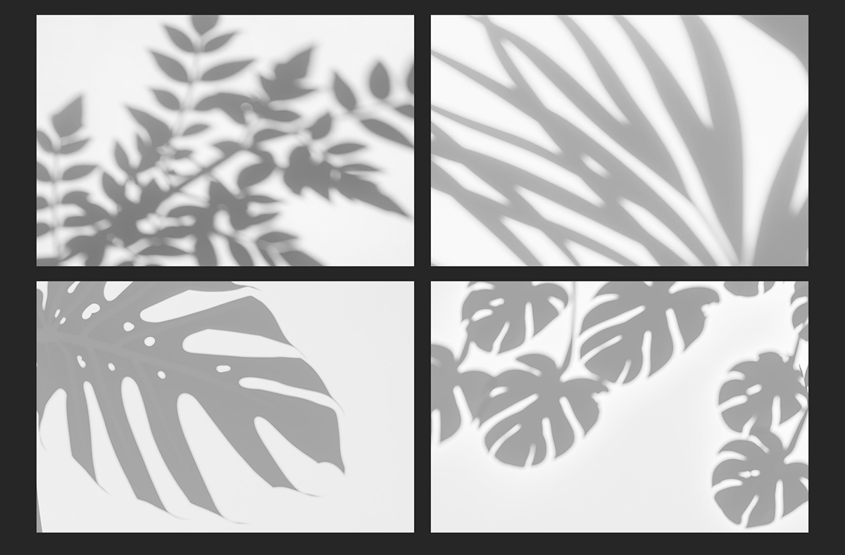 植物の影　モノクロ　白背景